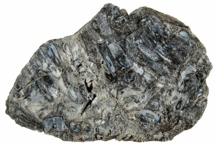Polished Rhynie Chert - Early Devonian Vascular Plant Fossils #318913